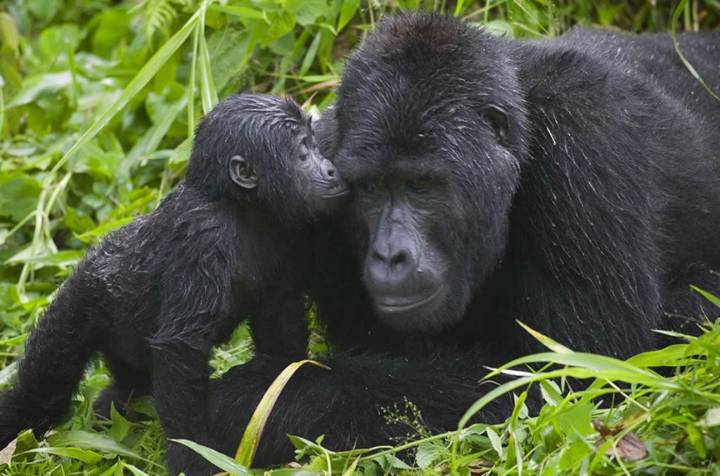 How much is a gorilla permit in Uganda