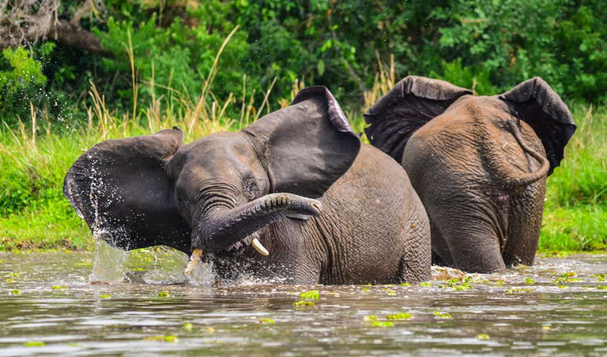 3 Days Uganda Wildlife Safari