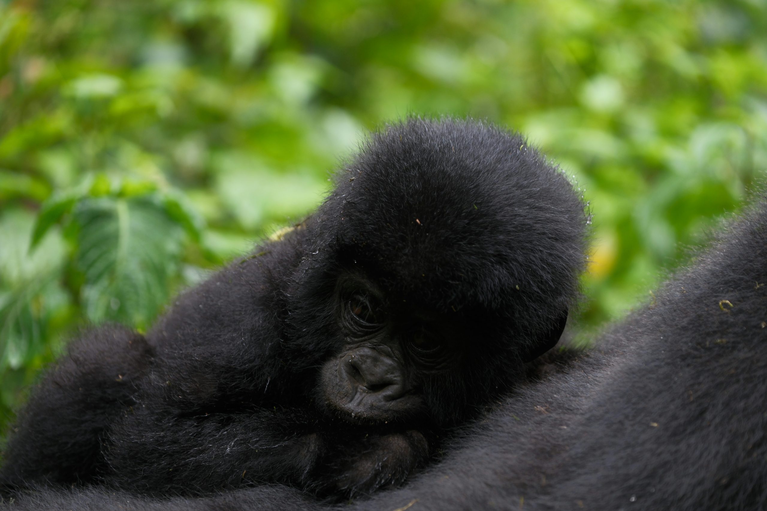 Best Time For Gorilla Trekking in Uganda