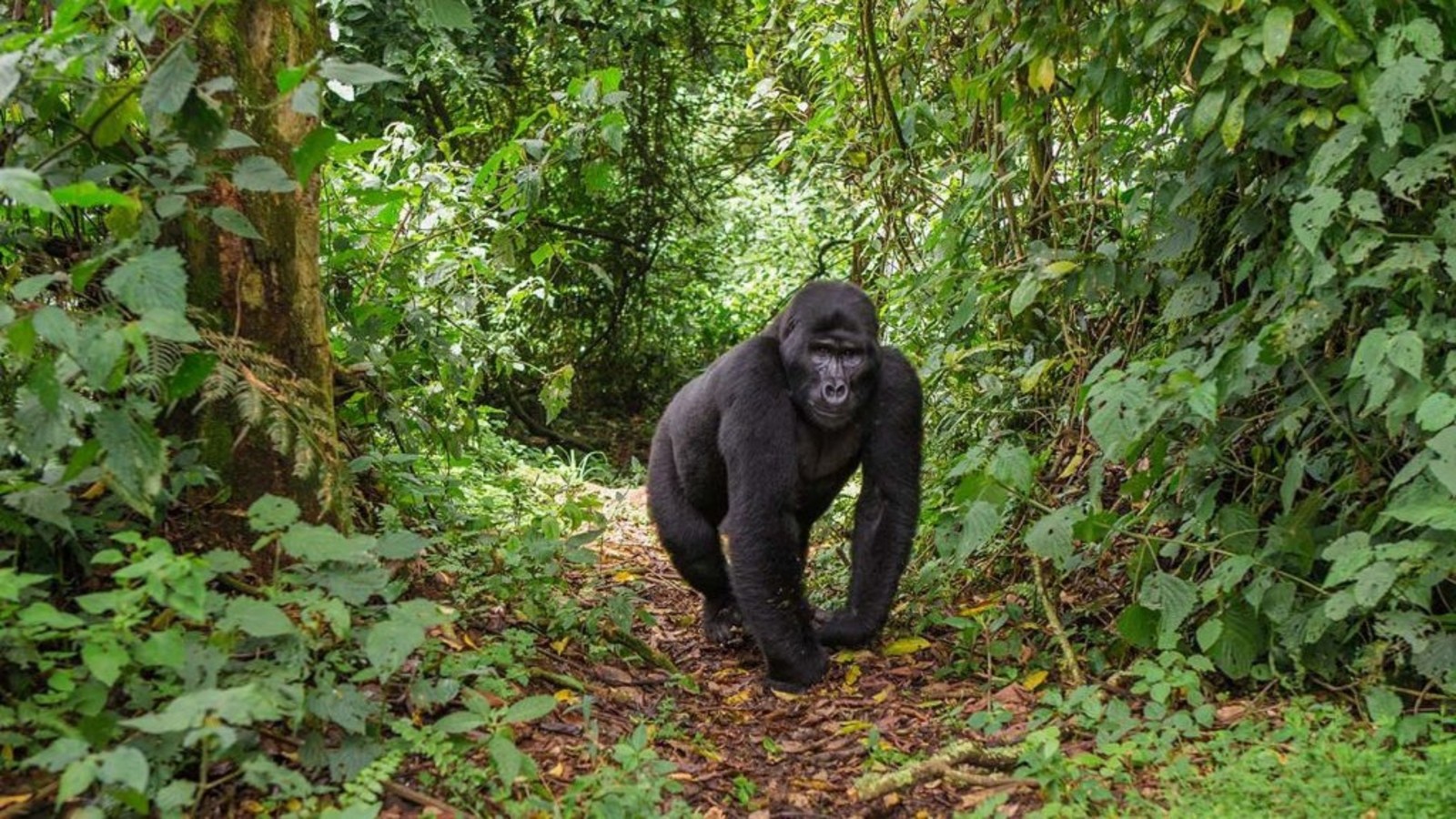Trekking gorillas in Uganda via Kigali in Rwanda