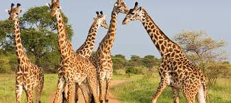 Akagera National Park Rwanda