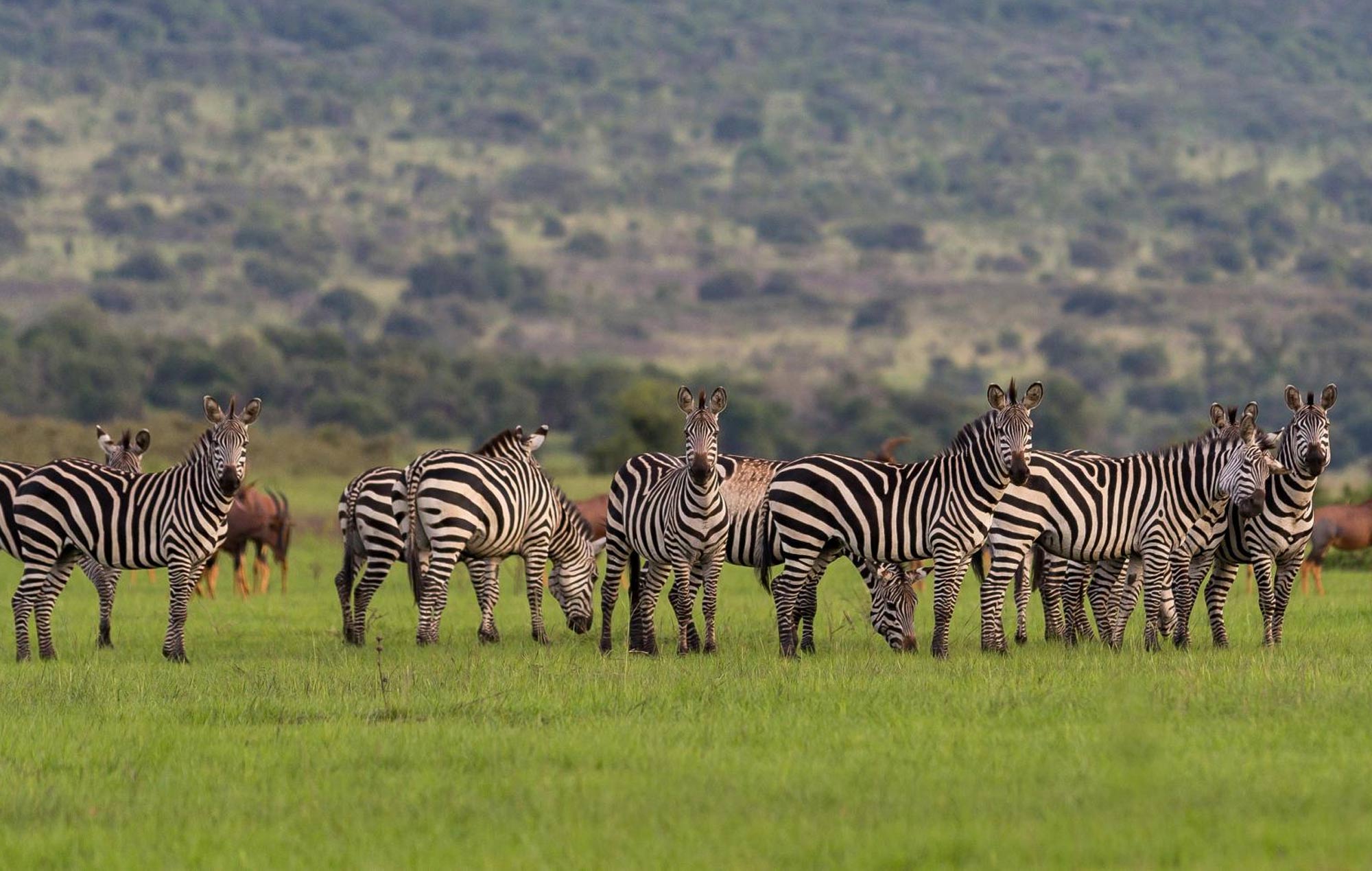 Akagera National Park Rwanda