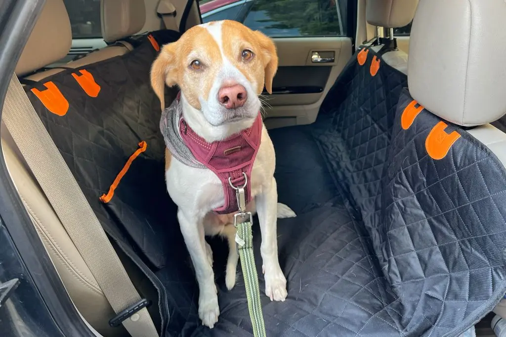 Are Rental Cars in Uganda Pet-Friendly