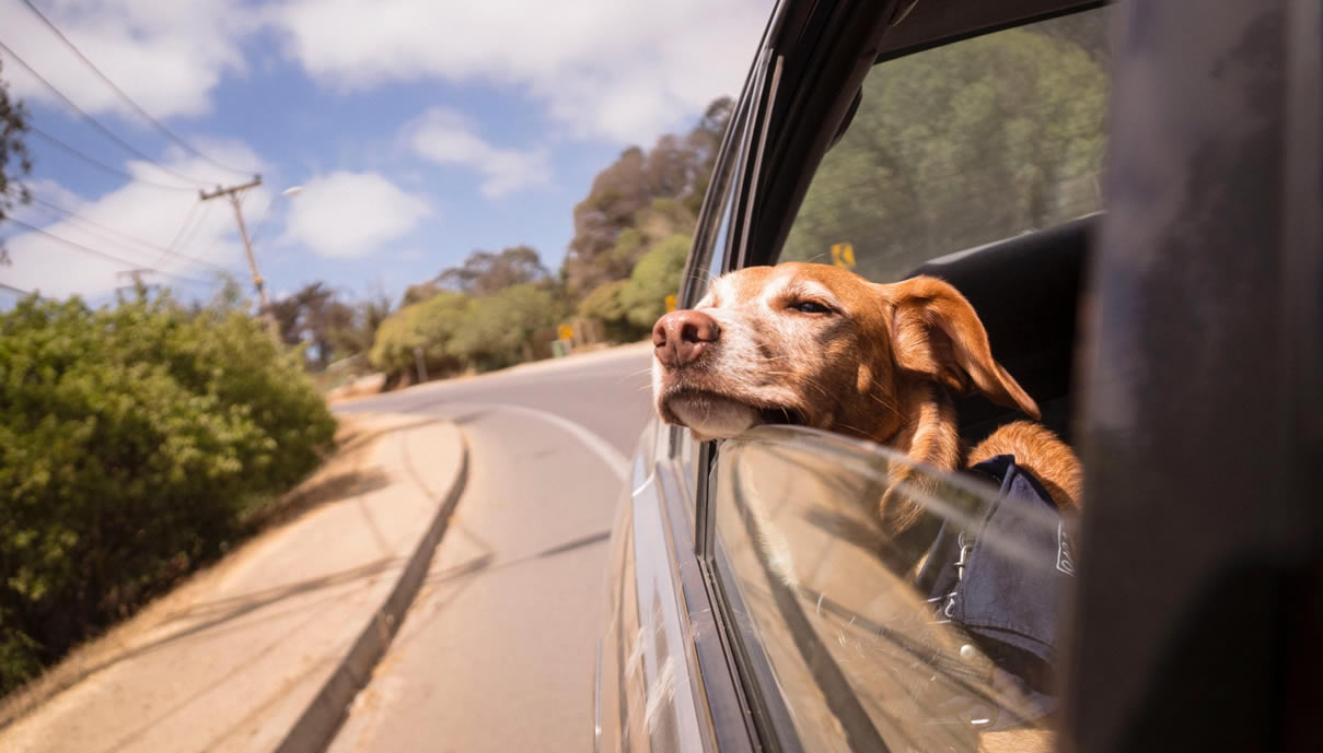 Are Rental Cars in Uganda Pet-Friendly 