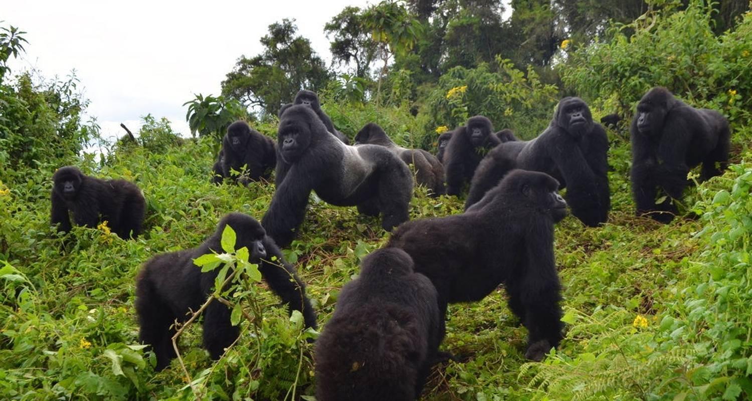 Chances of seeing gorillas in Uganda