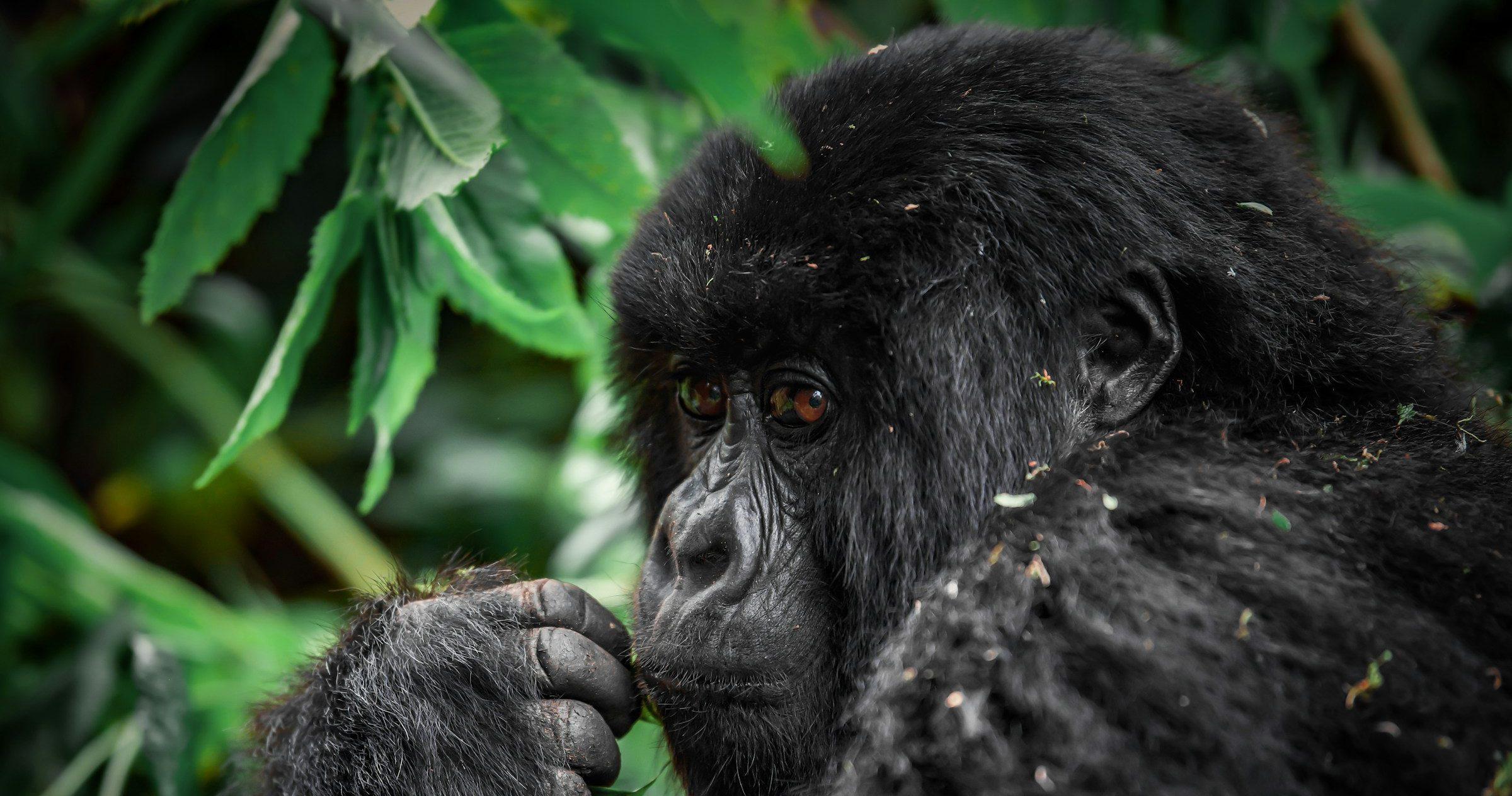 Gorilla Trekking Permits in Uganda