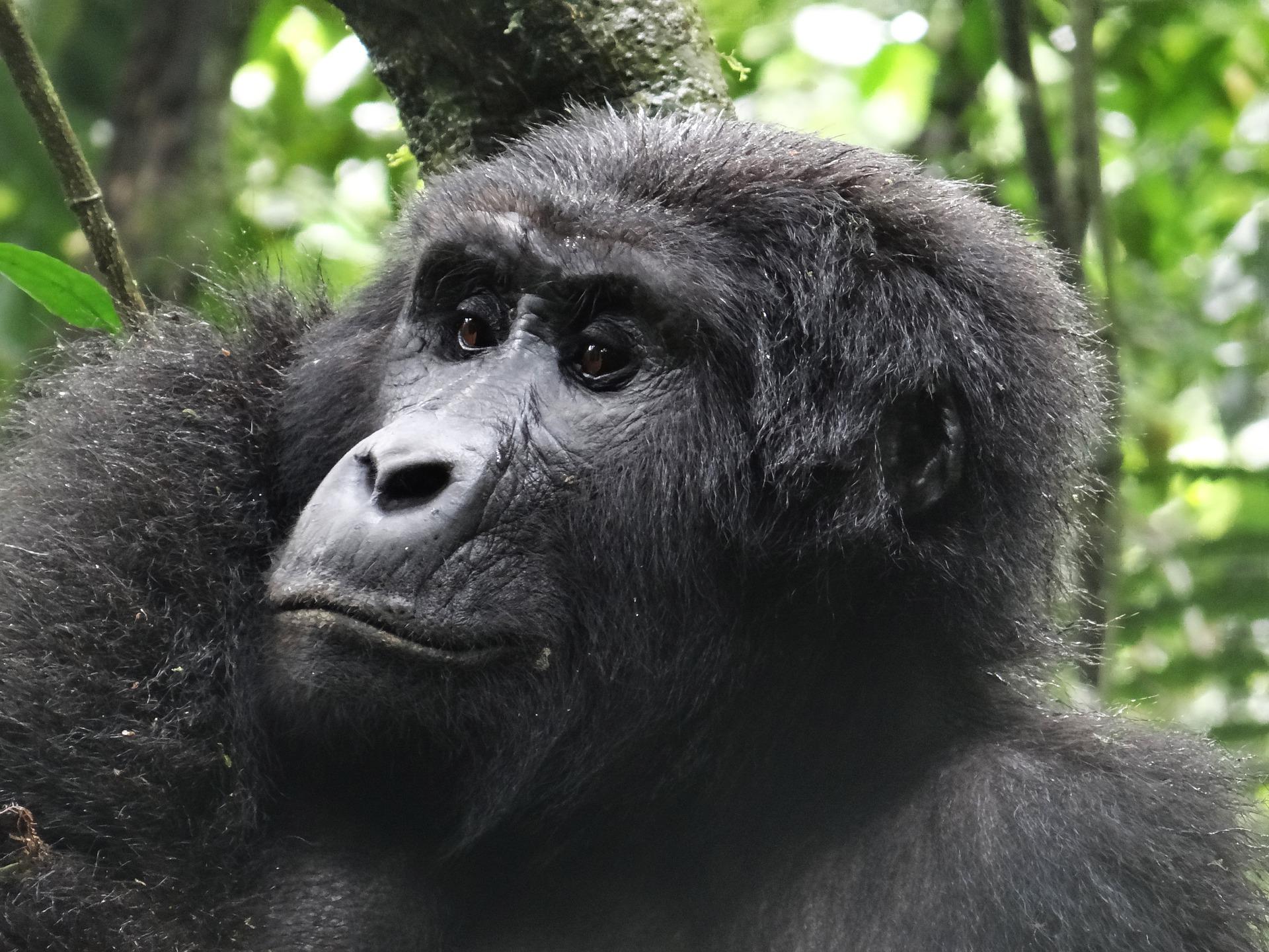 Gorilla Trekking Permits in Uganda