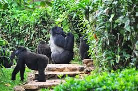 Uganda Gorilla Trekking Prices