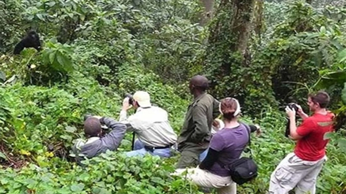 Uganda Gorilla Trekking Prices