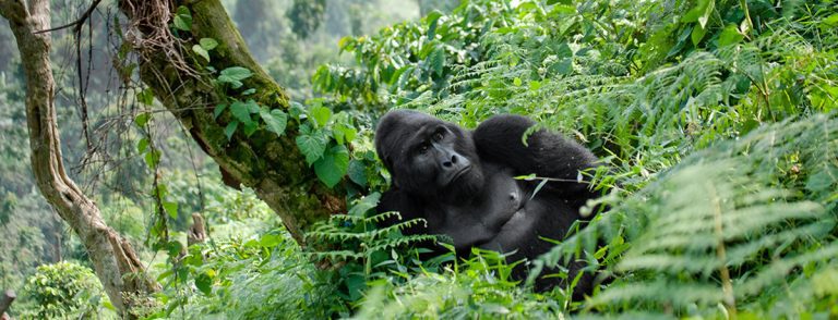Uganda Gorilla Trekking Prices