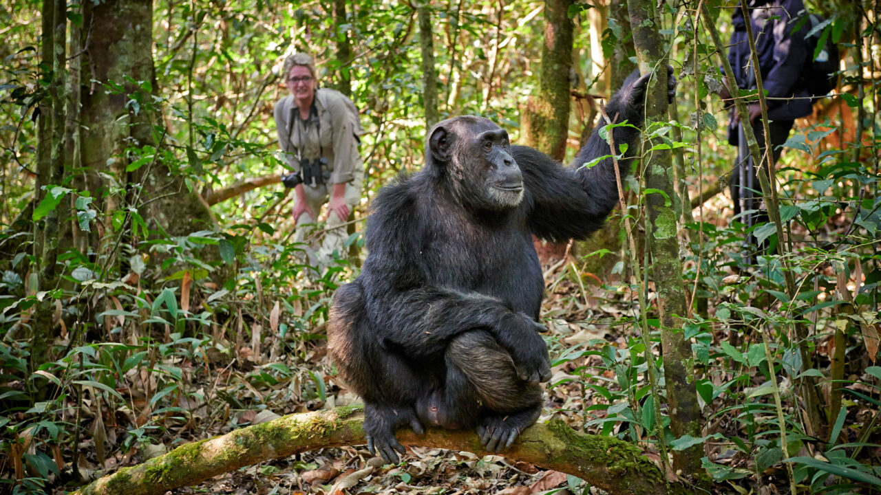 8 Days Uganda Tour