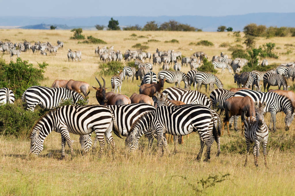 East Africa Wildlife Safaris