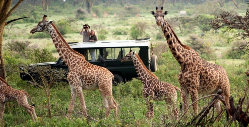 East Africa Wildlife Safaris