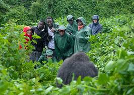 Mountain Gorilla Filming in Uganda & Rwanda