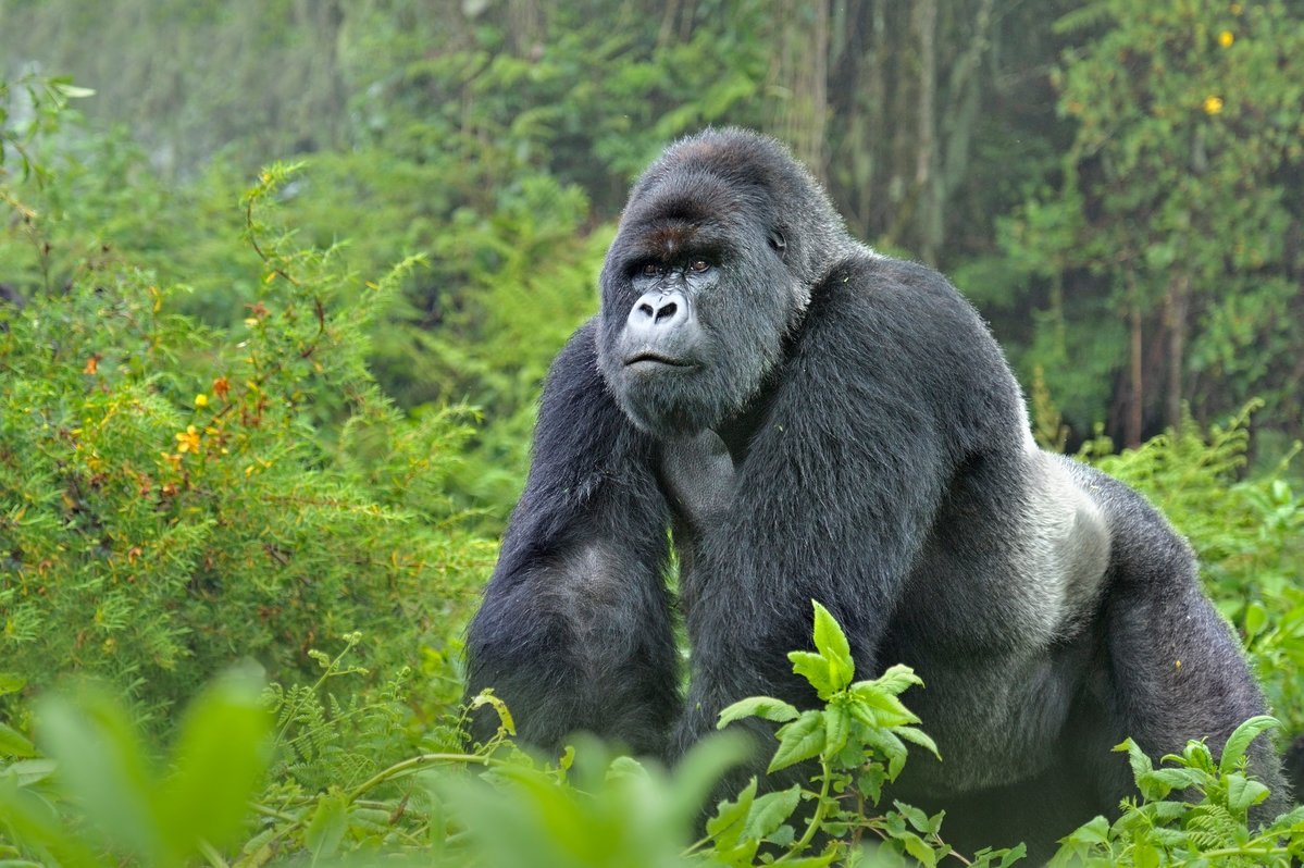 How much is a gorilla permit in Uganda