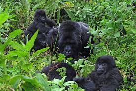 Gorilla Trekking in Rwanda