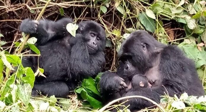 How Gorilla Trekking is conducted in Congo