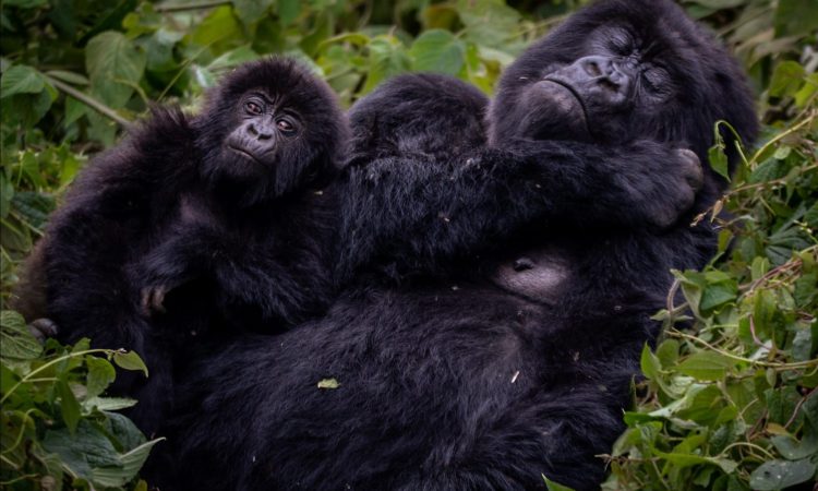 Gorilla Families in Bwindi National Park
