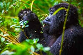 Best Time For Gorilla Trekking in Uganda