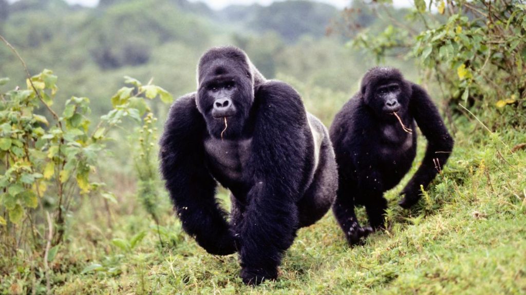 Gorilla and Chimpanzee Trekking in Uganda