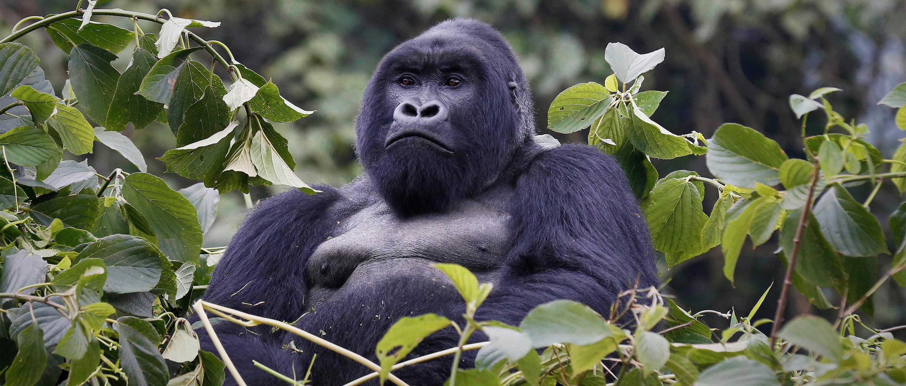 Gorilla Families in Bwindi National Park
