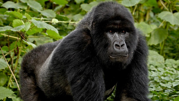 Silverback Gorilla Male vs Female