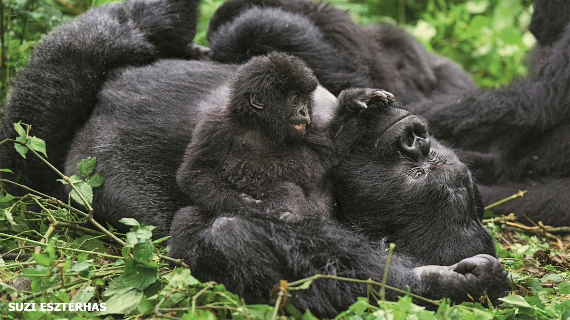 Is Volcanoes National Park Rwanda Safe to Visit?