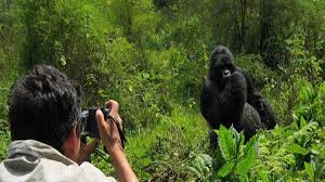 How many Mountain Gorillas are left in the World