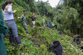 How much is a Gorilla Permit in Rwanda?