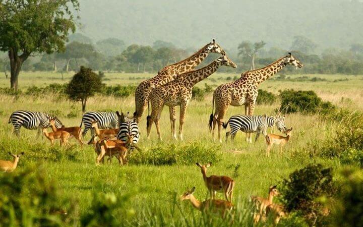 Uganda Safari Deals
