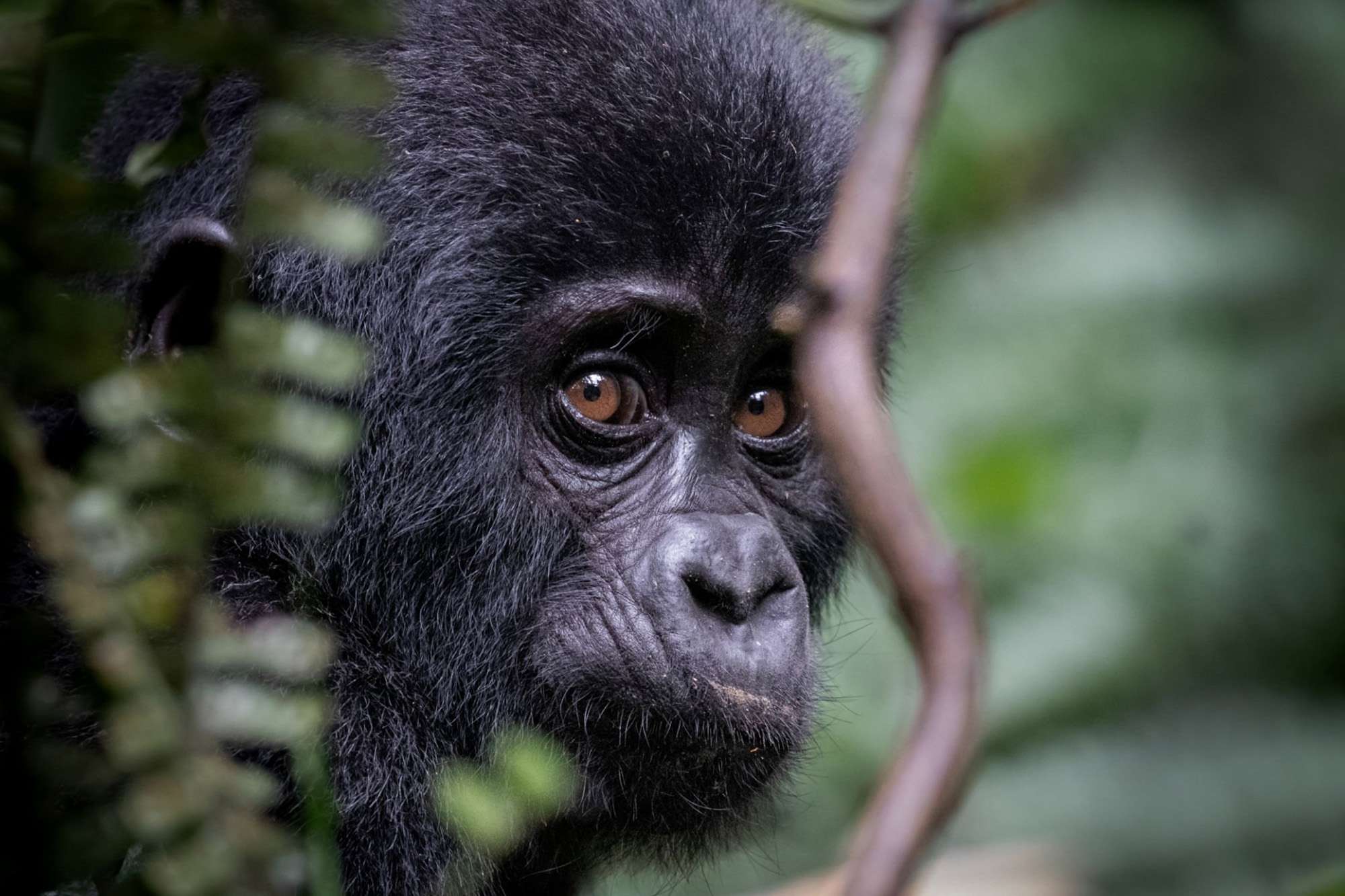 9 Days Uganda Safari