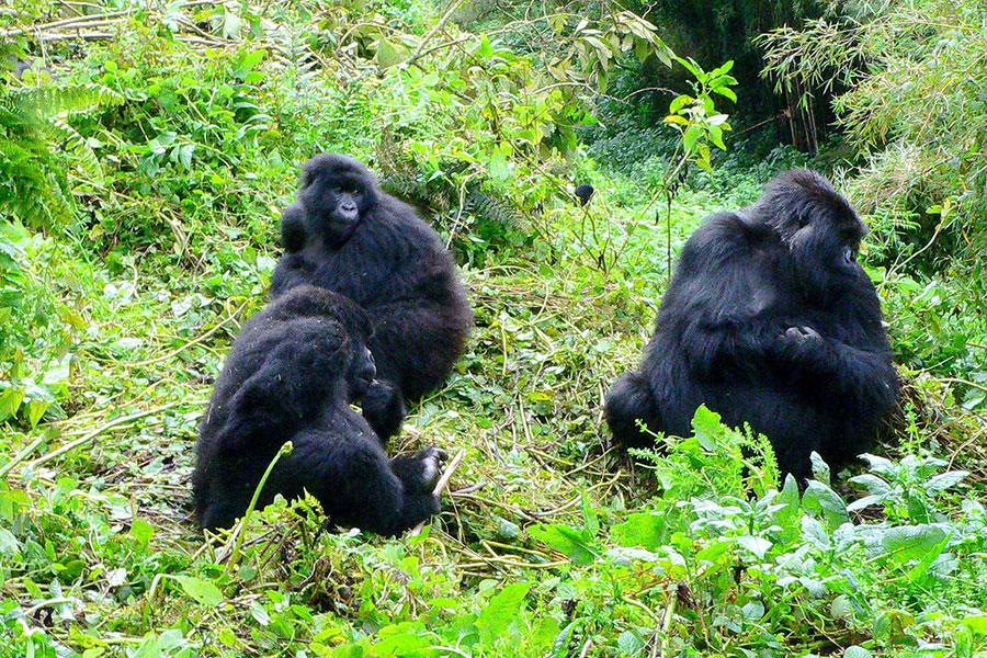 How many Mountain Gorillas are left in the World