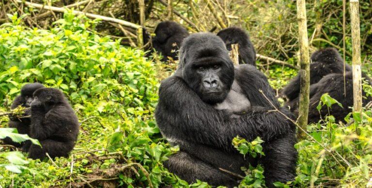 How many Mountain Gorillas are left in the World