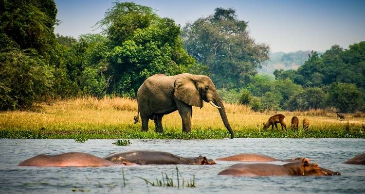 How to Book a Uganda Safaris