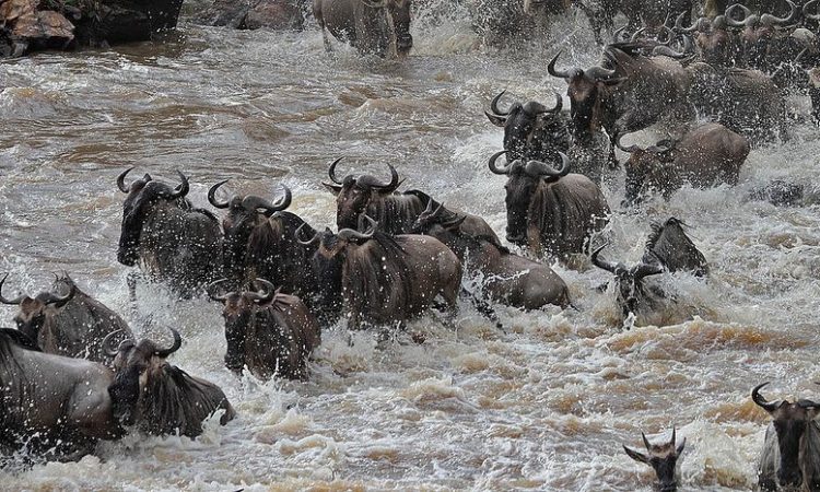 Wildebeest Migration