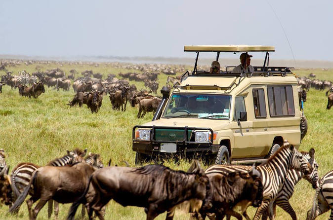 Best Game Drives in East Africa