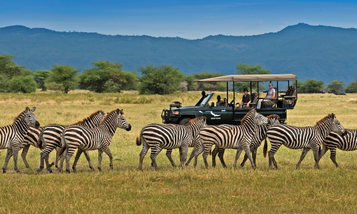 Best Game Drives in East Africa