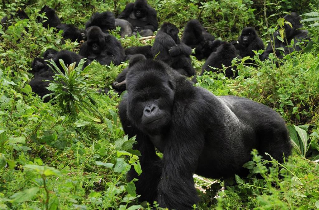 Best Time to Visit Uganda for Safari