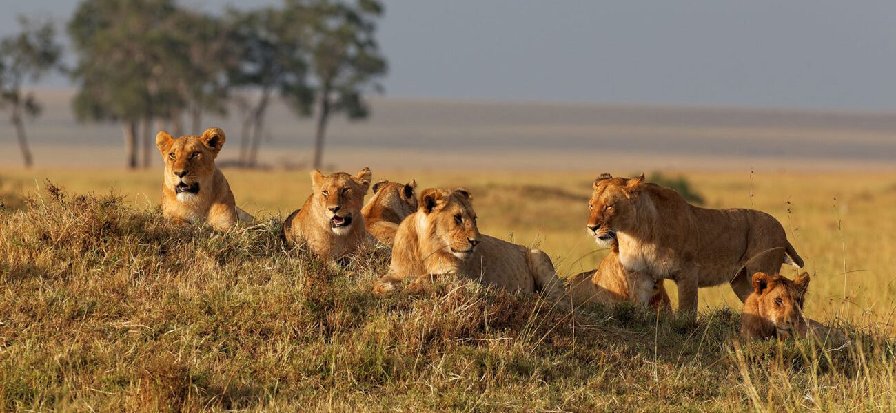 Private Safari Uganda