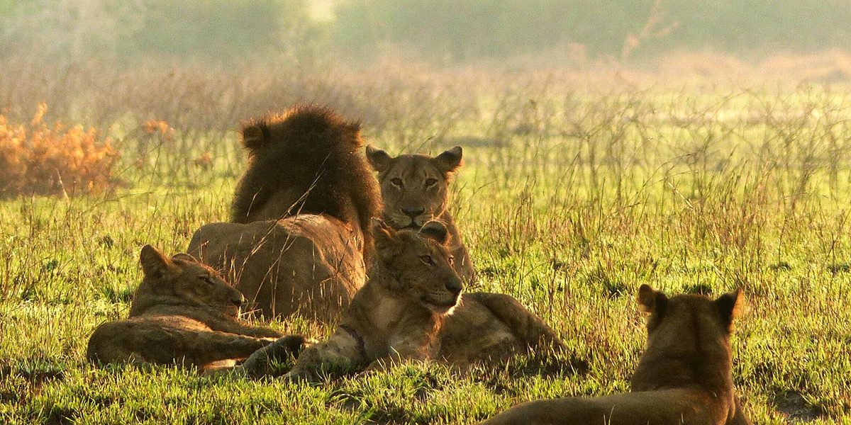 Big Five Animals in Uganda