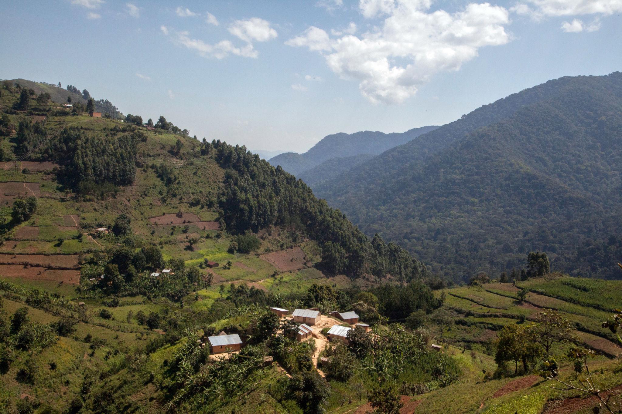 Why Trek Gorillas in Rushaga Sector of Bwindi Forest