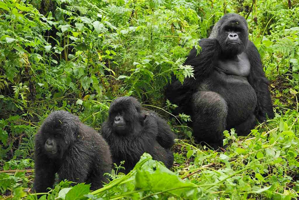 Gorilla Permit Booking Guide