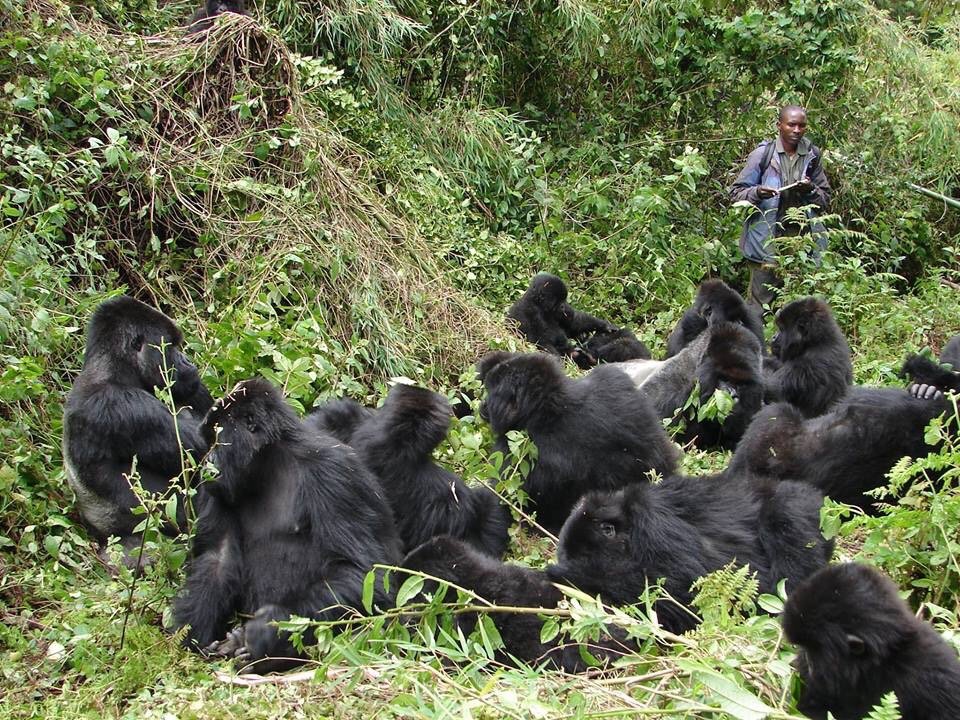 Gorilla Trekking Guide Uganda