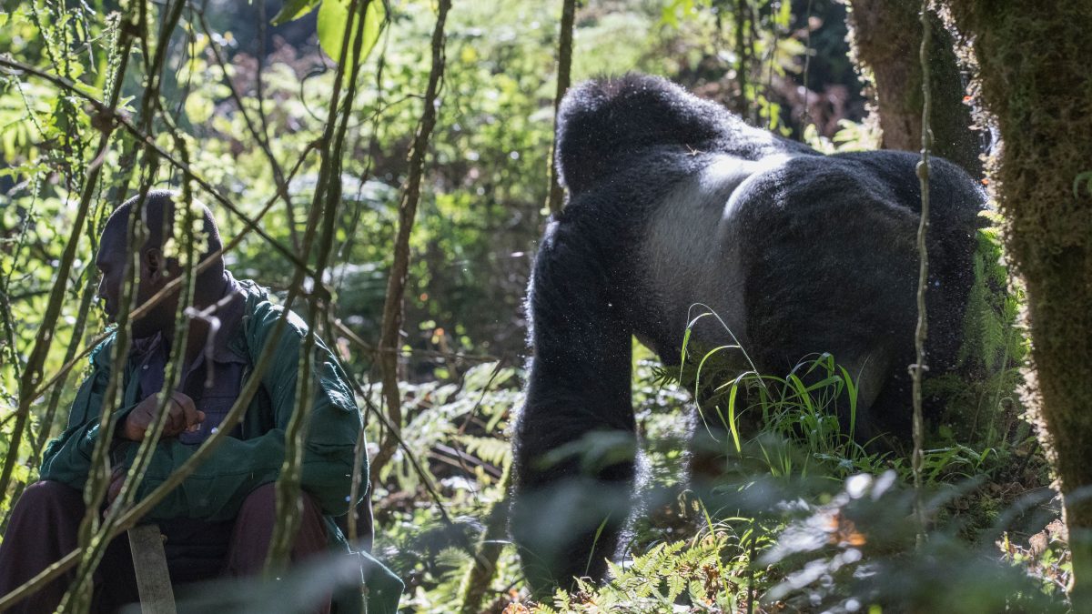 Gorilla Trekking Rules and Regulations