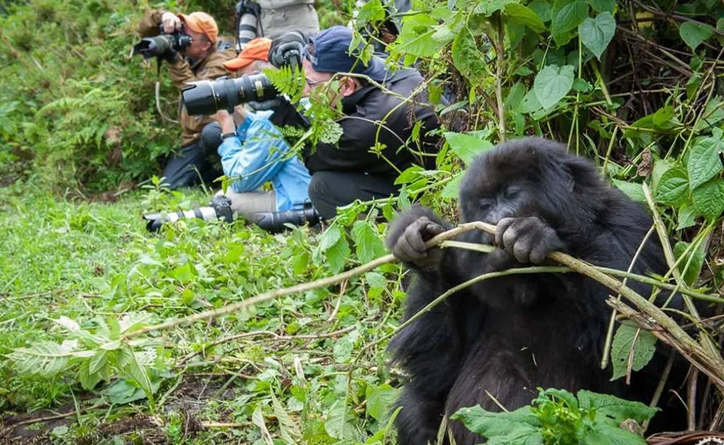 Rwanda vs Uganda Gorilla Trekking