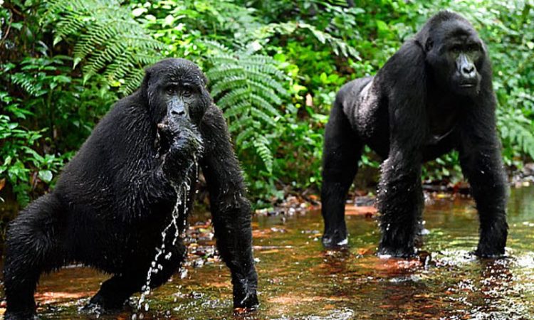 Private Safari Uganda