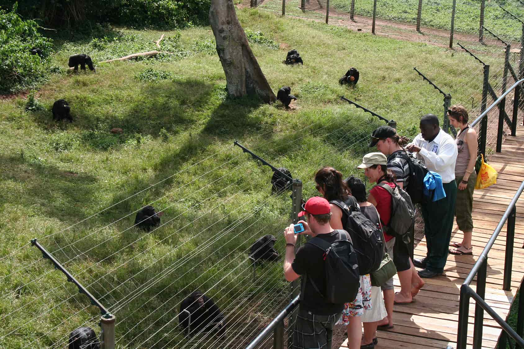 Ngamba Chimpanzee Viewing Times