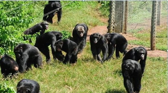 Ngamba Island Chimpanzee Tour