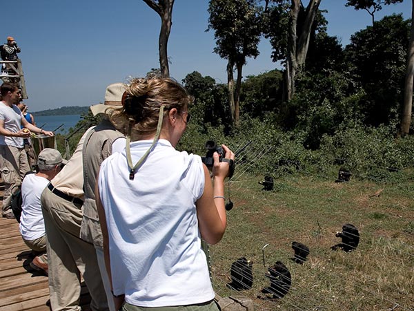 Ngamba Island Chimpanzee Tour