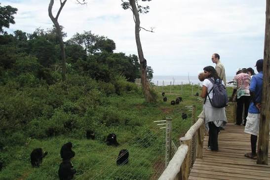 Ngamba Island Chimpanzee Tour